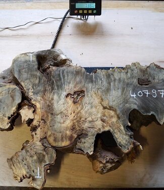 Buckeye burl slab, approx. 910 x 580 x 52 mm, 40797
