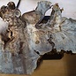 Buckeye burl slab, approx. 910 x 580 x 52 mm, 40797