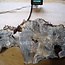Buckeye burl slab, approx. 1050 x 550 x 52 mm, 40805