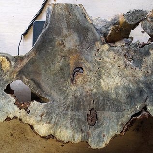 Buckeye burl slab, approx. 1050 x 550 x 52 mm, 40805