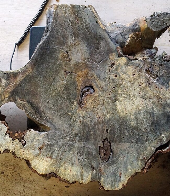 Buckeye burl slab, approx. 1050 x 550 x 52 mm, 40805