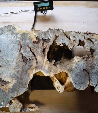 Buckeye Maser Baumscheibe, ca. 1100 x 630 x 52 mm, 40809