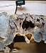 Buckeye burl slab, approx. 1100 x 630 x 52 mm, 40809