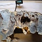 Buckeye burl slab, approx. 1100 x 630 x 52 mm, 40809