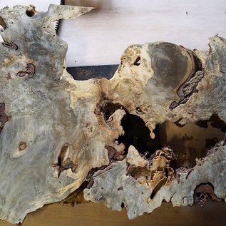 Buckeye burl slab, approx. 1100 x 630 x 52 mm, 40809