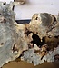 Buckeye burl slab, approx. 1100 x 630 x 52 mm, 40809