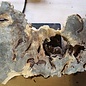 Buckeye burl slab, approx. 1050 x 630 x 52 mm, 40810