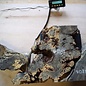 Buckeye burl slab, approx. 840 x 500 x 52 mm, 40815