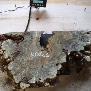 Buckeye burl slab, approx. 850 x 450 x 52 mm, 40823