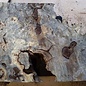 Buckeye burl slab, approx. 850 x 450 x 52 mm, 40823