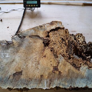 Buckeye burl slab, approx. 1050 x 550 x 52 mm, 40837