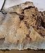 Buckeye burl slab, approx. 1050 x 550 x 52 mm, 40837