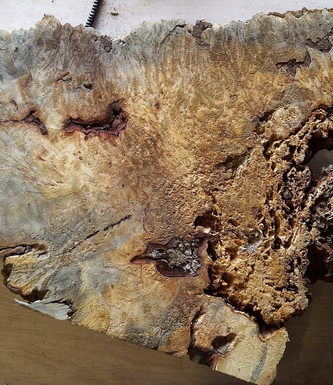 Buckeye Maser Baumscheibe, ca. 1050 x 550 x 52 mm, 40837