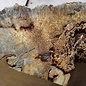 Buckeye burl slab, approx. 1050 x 550 x 52 mm, 40837