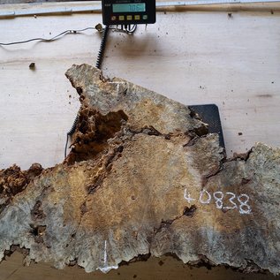 Buckeye burl slab, approx. 950 x 500 x 52 mm, 40838