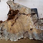 Buckeye burl slab, approx. 950 x 500 x 52 mm, 40838