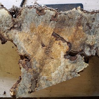 Buckeye burl slab, approx. 950 x 500 x 52 mm, 40838