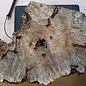 Buckeye burl slab, approx. 800 x 430 x 52 mm, 40840