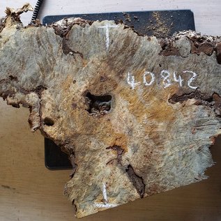 Buckeye burl slab, approx. 970 x 420 x 52 mm, 40842