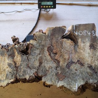 Buckeye burl slab, approx. 1330 x 540 x 52 mm, 40848