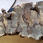 Buckeye burl slab, approx. 1330 x 540 x 52 mm, 40848