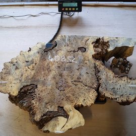 Buckeye burl slab, approx. 580 x 600 x 52 mm, 40852