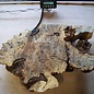 Buckeye burl slab, approx. 580 x 600 x 52 mm, 40852