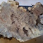 Buckeye burl slab, approx. 580 x 600 x 52 mm, 40852