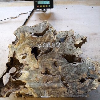 Buckeye Maser Baumscheibe, ca. 550 x 500 x 52 mm, 40860