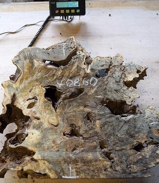 Buckeye burl slab, approx. 550 x 500 x 52 mm, 40860