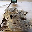 Buckeye burl slab, approx. 550 x 500 x 52 mm, 40860