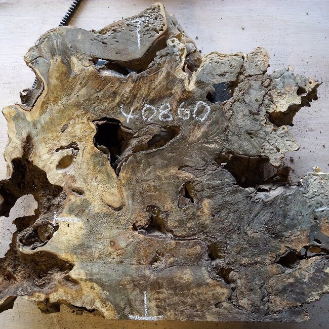 Buckeye Maser Baumscheibe, ca. 550 x 500 x 52 mm, 40860