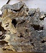 Buckeye burl slab, approx. 550 x 500 x 52 mm, 40860