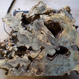 Buckeye burl slab, approx. 550 x 500 x 52 mm, 40860