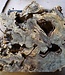 Buckeye burl slab, approx. 550 x 500 x 52 mm, 40860