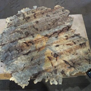 Buckeye Burl table top, approx. 1090 x 1230(1450) x 52 mm, 13037