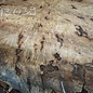 Buckeye Burl table top, approx. 1690 x 1520 x 65 mm, 13039