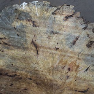 Buckeye Burl table top, approx. 1690 x 1520 x 65 mm, 13039