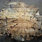 Buckeye Burl table top, approx. 1580(1640) x 1510 x 52 mm, 13040