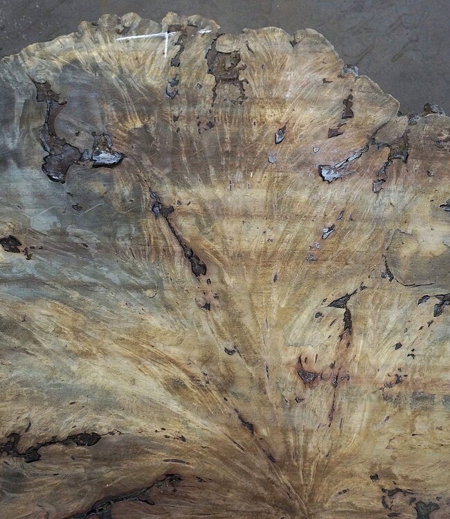 Buckeye Maser Tischplatte, ca. 1580(1640) x 1510 x 52 mm, 13040