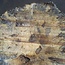 Buckeye Burl table top, approx. 1720(1850) x 1470(1750) x 52 mm, 13042