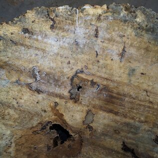 Buckeye Burl table top, approx. 1770(1870) x 1590(1750) x 52 mm, 13043
