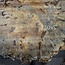 Buckeye Burl table top, approx. 1450(1590) x 1300(1500) x 52 mm, 13045