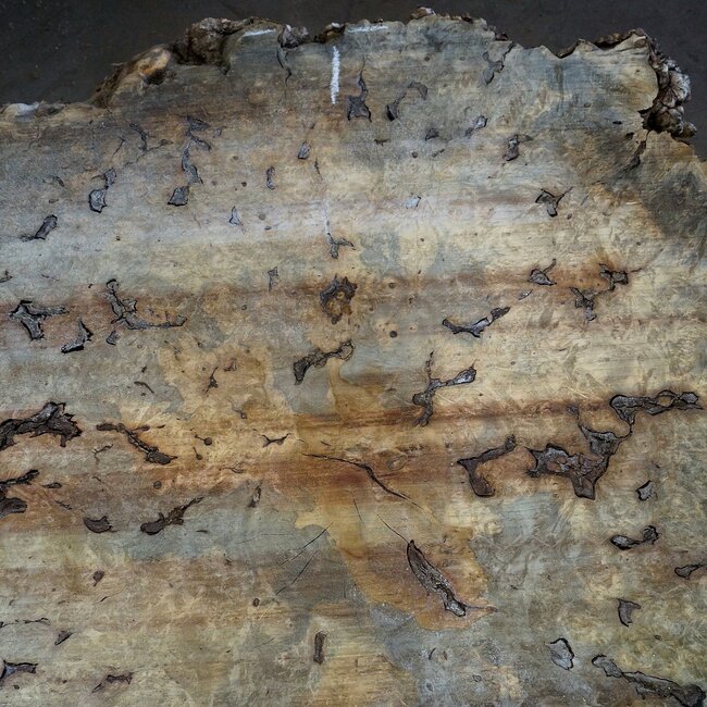 Buckeye Maser Tischplatte, ca. 1450(1590) x 1300(1500) x 52 mm, 13045