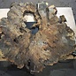Buckeye Burl table top, approx. 1320(1410) x 1220(1370) x 52 mm, 13048