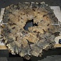 Buckeye Burl table top, approx. 1200(1310) x 1110(1130) x 52 mm, 13049