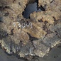 Buckeye Burl table top, approx. 1200(1310) x 1110(1130) x 52 mm, 13049