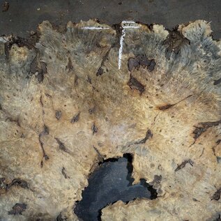 Buckeye Burl table top, approx. 1200(1310) x 1110(1130) x 52 mm, 13049