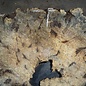 Buckeye Burl table top, approx. 1200(1310) x 1110(1130) x 52 mm, 13049