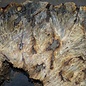 Buckeye Burl table top, approx. 1200(1310) x 1110(1130) x 52 mm, 13049